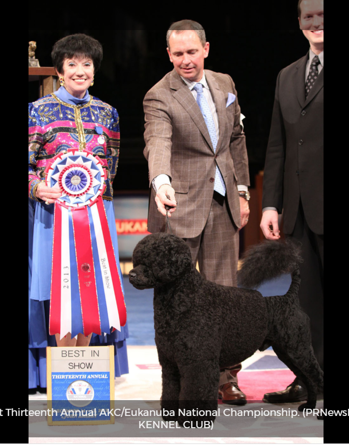 AKC National Championship 2013 Winner: Matisse the Portuguese Water Dog